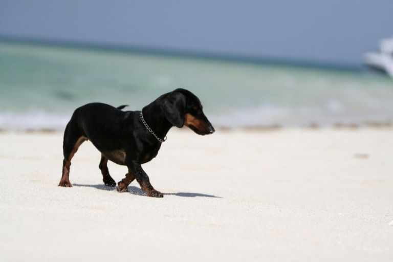 bassotto al mare sulla spiaggia