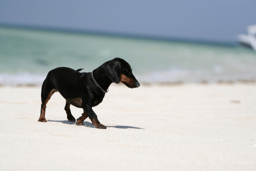bassotto al mare sulla spiaggia