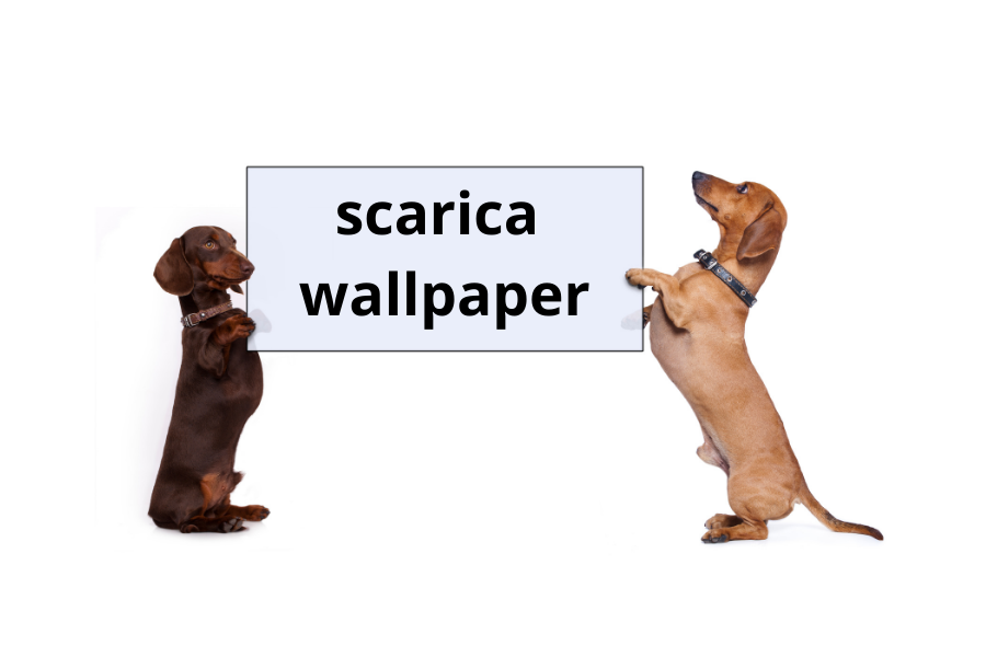 wallper download sfondi bassotto