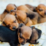 cuccioli di bassotto record