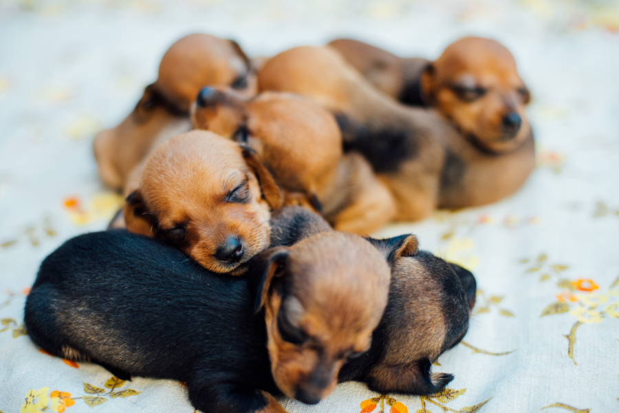 cuccioli di bassotto record