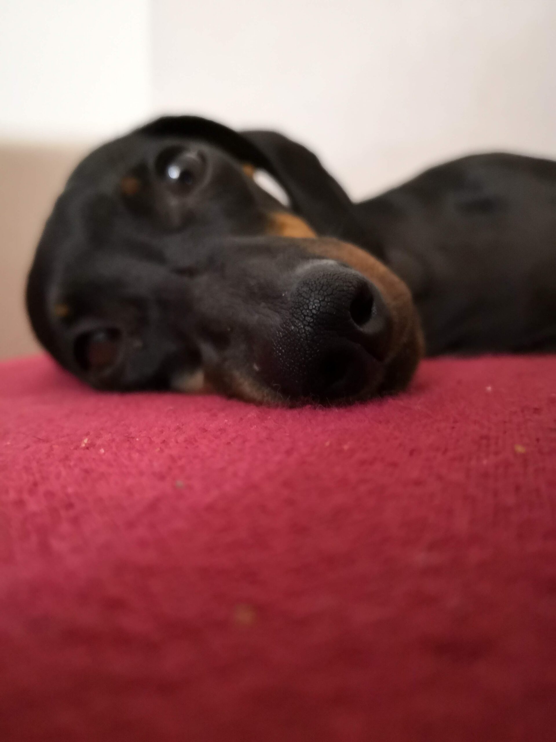 cane bassotto sente caldo
